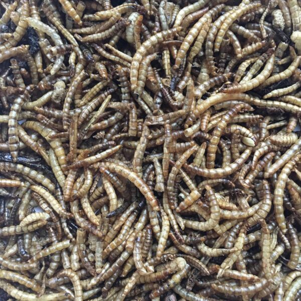 5 Lb Bag Dried Mealworms