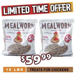 Dried Mealworms for Chickens, Wild Birds, Ducks - Buffalo Outdoor