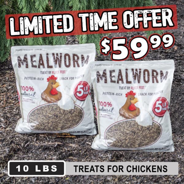 Dried Mealworms for Chickens, Wild Birds, Ducks - Buffalo Outdoor