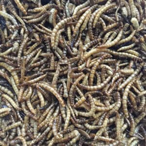 2 Pack Mealworms/Black Soldier Fly Larvae 30 oz Bags
