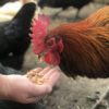 30 oz Bag Dried Mealworms