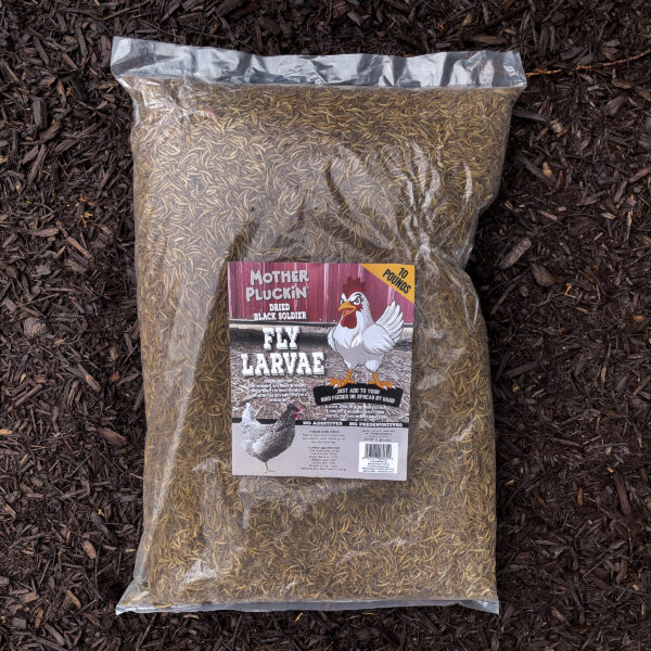 Mother Pluckin Fly Larvae